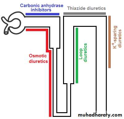 Renal physiology powerpoint