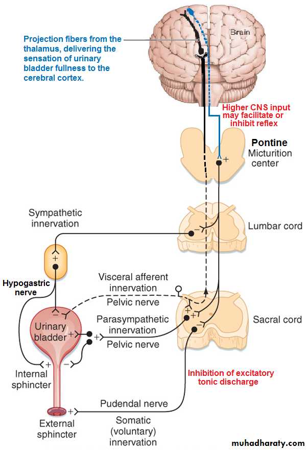 Renal physiology powerpoint