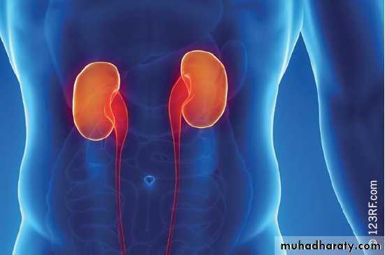 Renal physiology powerpoint