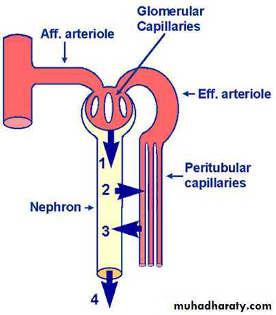 Renal physiology powerpoint