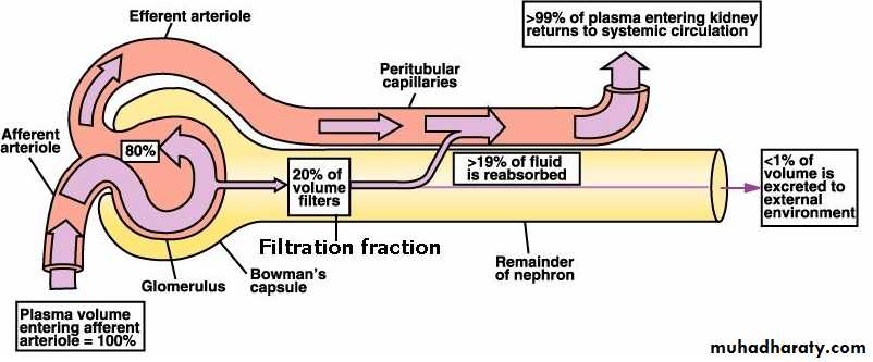 Renal physiology powerpoint