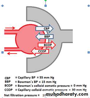 Renal physiology powerpoint