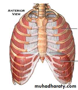 Respiratory System powerpoint