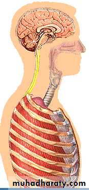 Respiratory System powerpoint