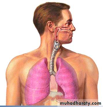 Respiratory System powerpoint