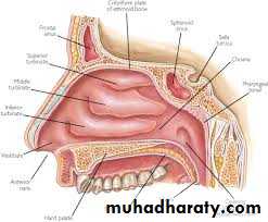 Respiratory System powerpoint