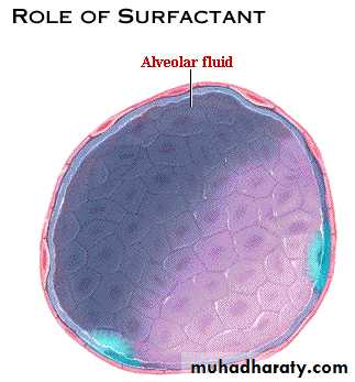 Respiratory System powerpoint
