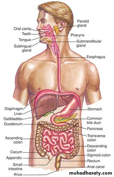 Digestive sys theory