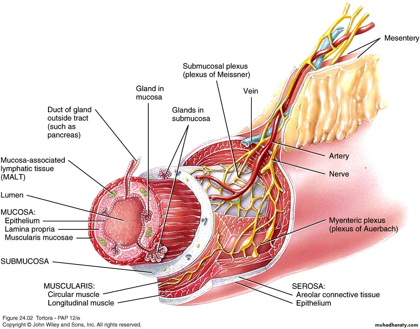 Digestive sys theory