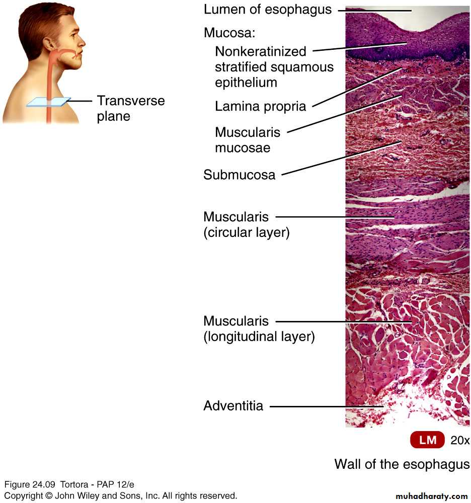 Digestive sys theory