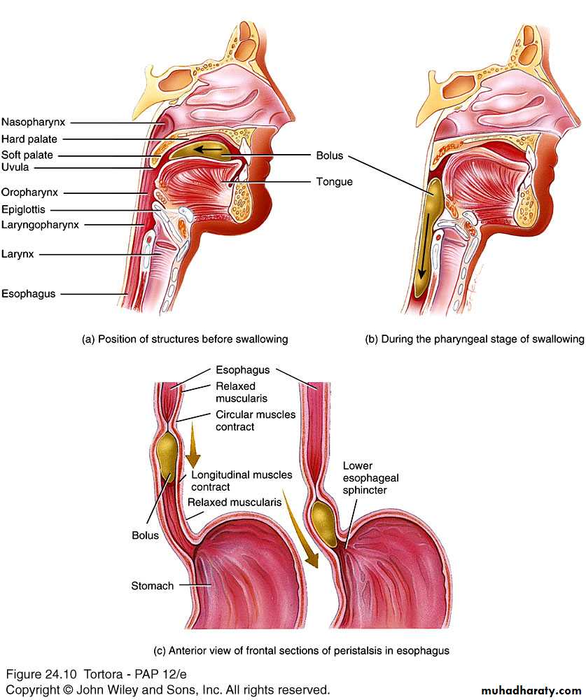 Digestive sys theory