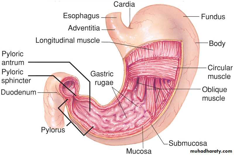 Digestive sys theory