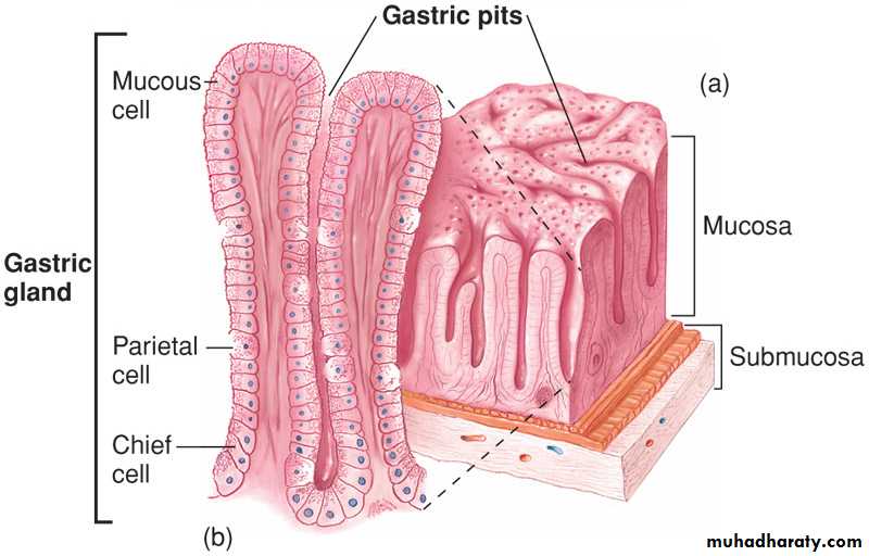 Digestive sys theory