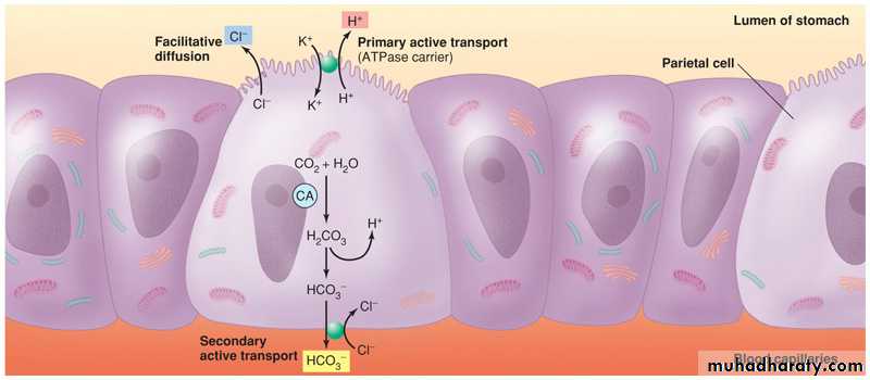 Digestive sys theory