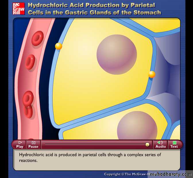 Digestive sys theory
