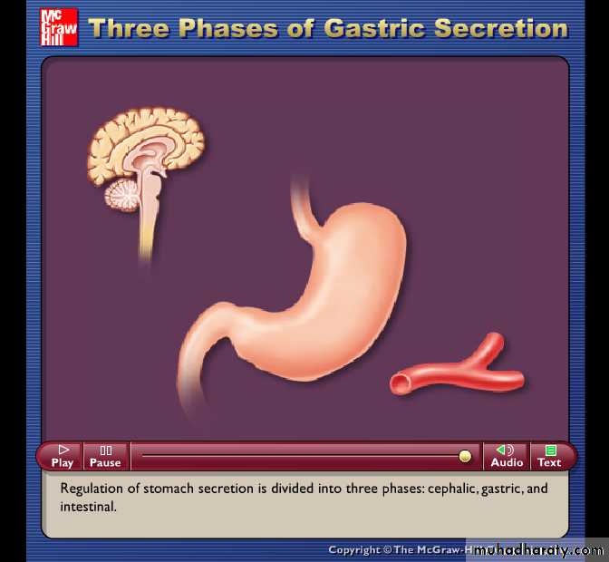 Digestive sys theory