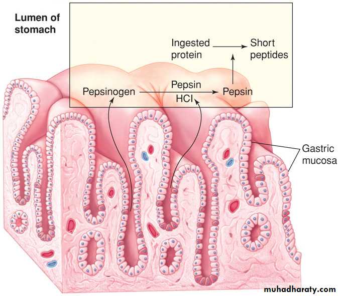 Digestive sys theory