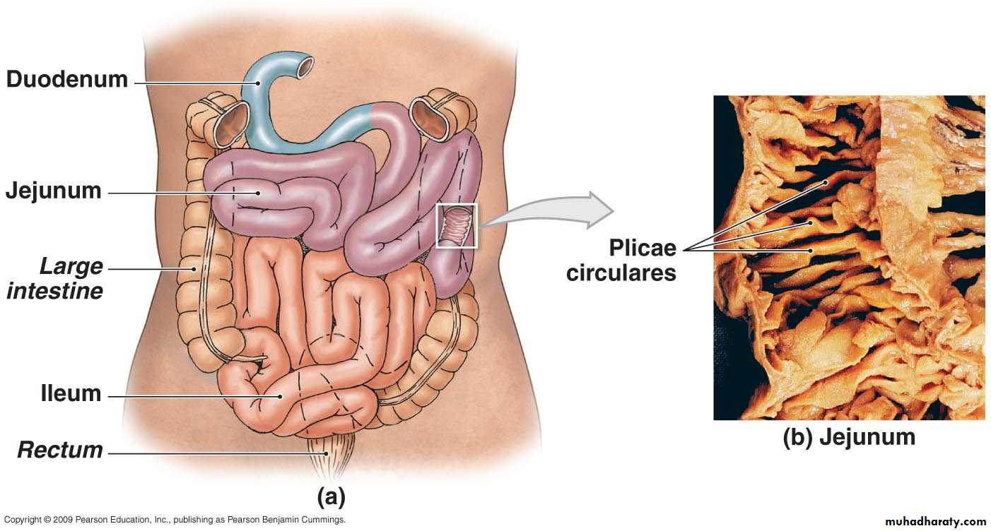 Digestive sys theory