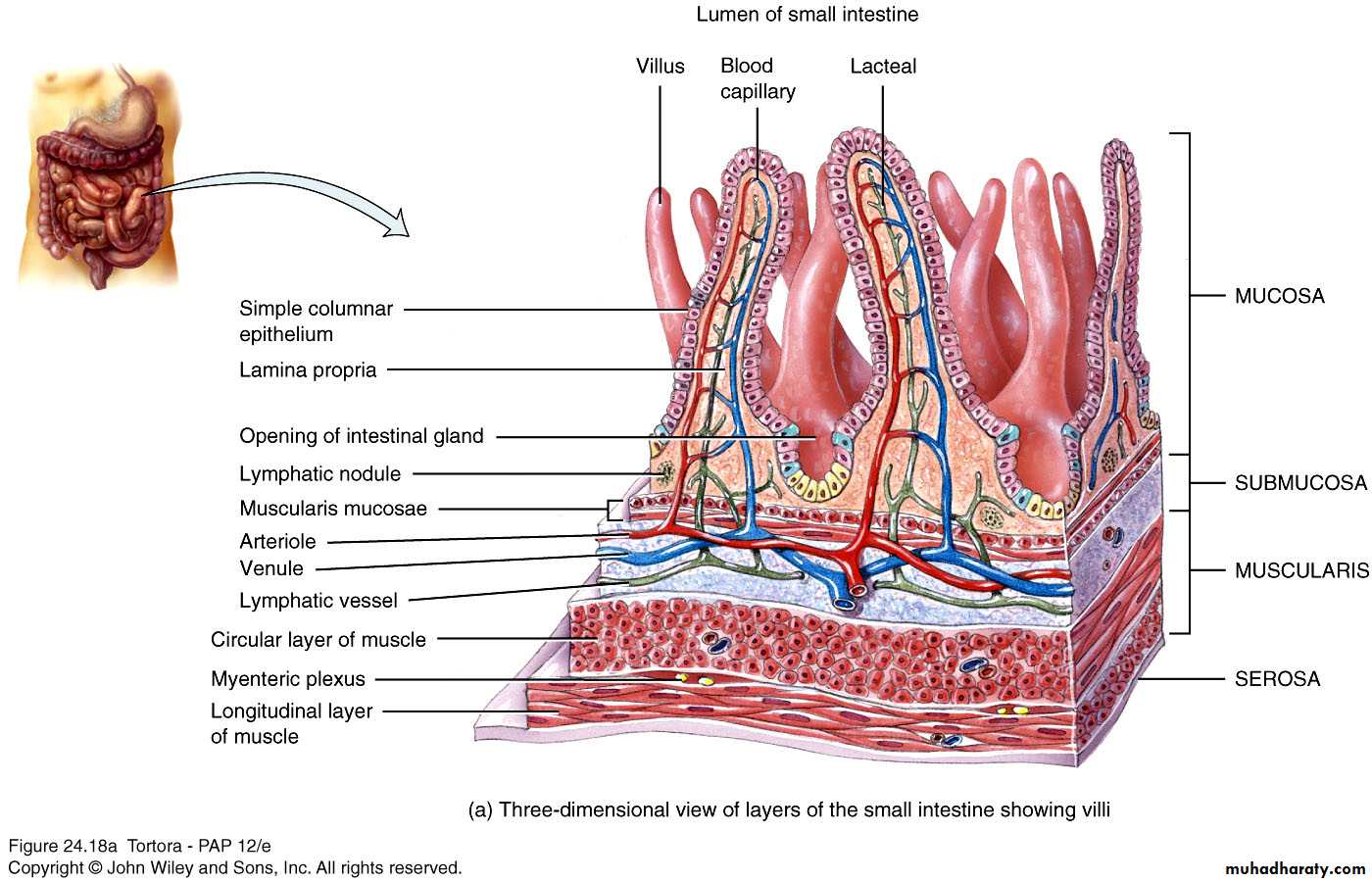 Digestive sys theory