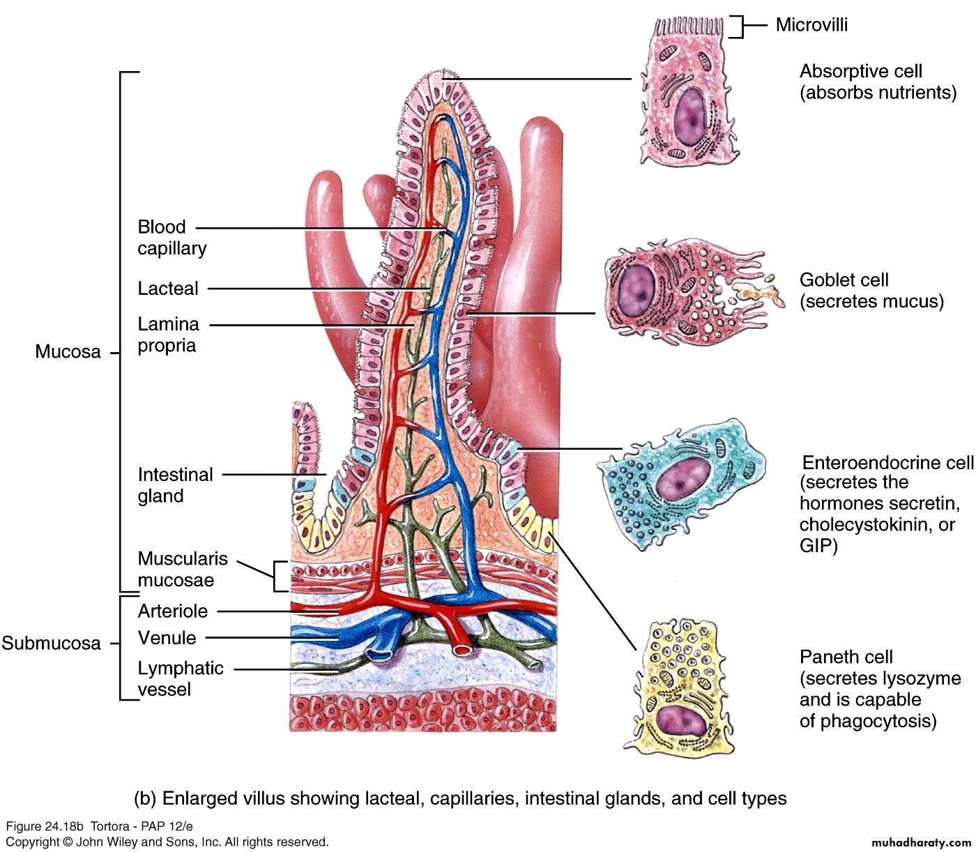 Digestive sys theory