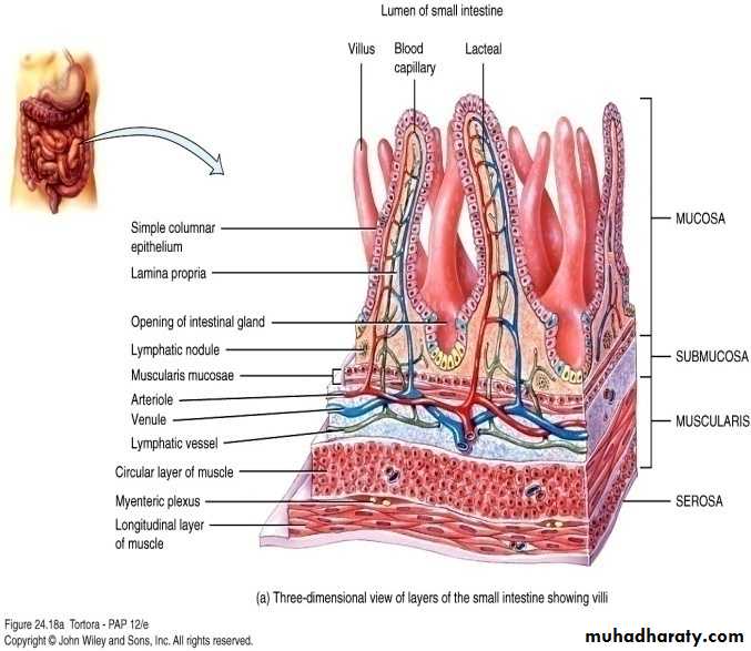 Digestive sys theory