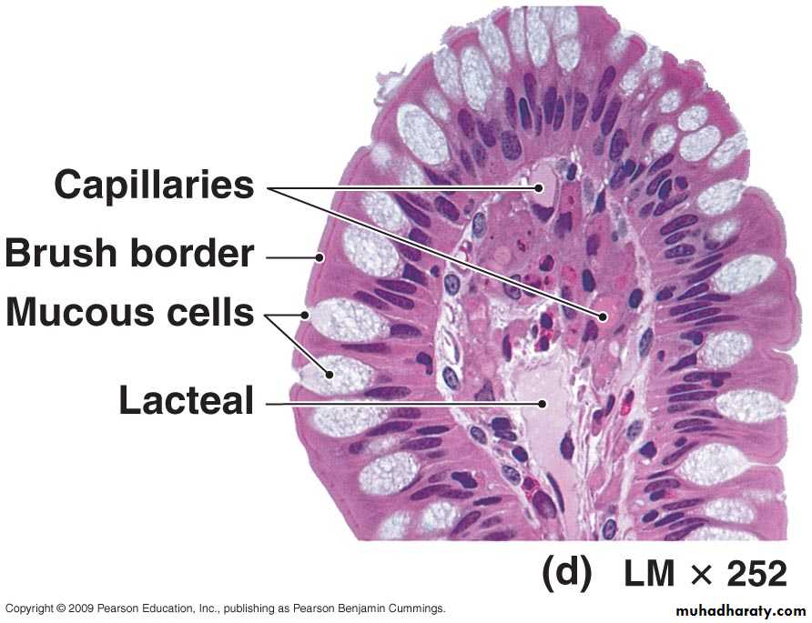 Digestive sys theory