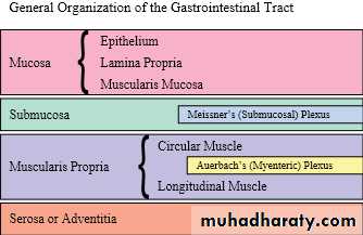 Digestive sys theory
