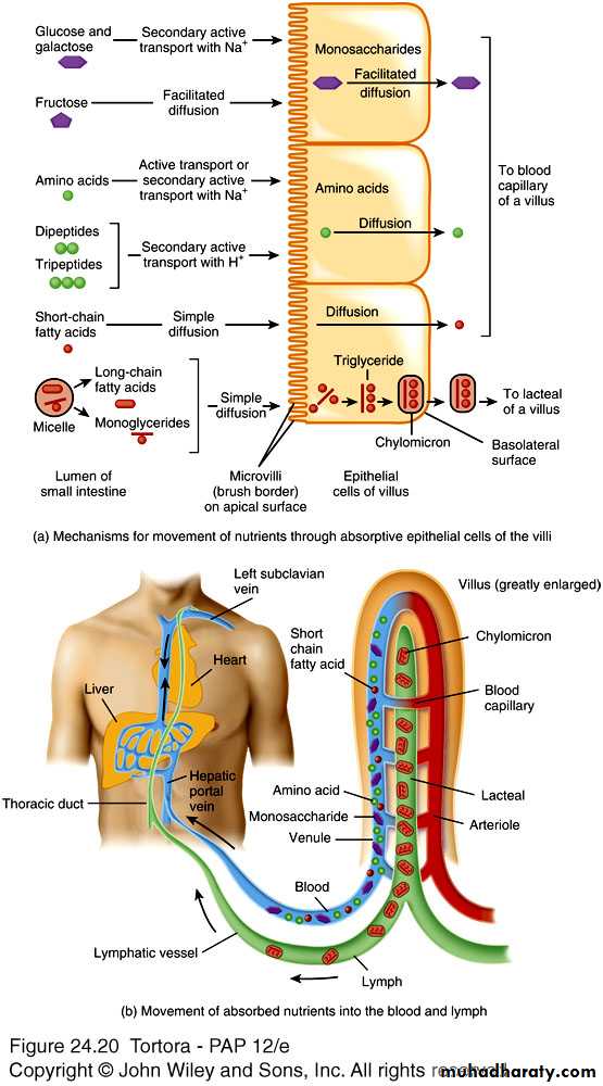Digestive sys theory