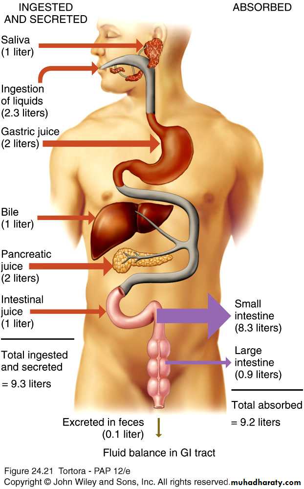 Digestive sys theory