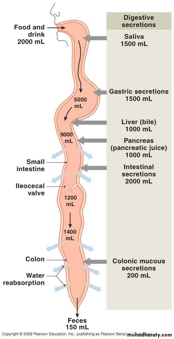 Digestive sys theory