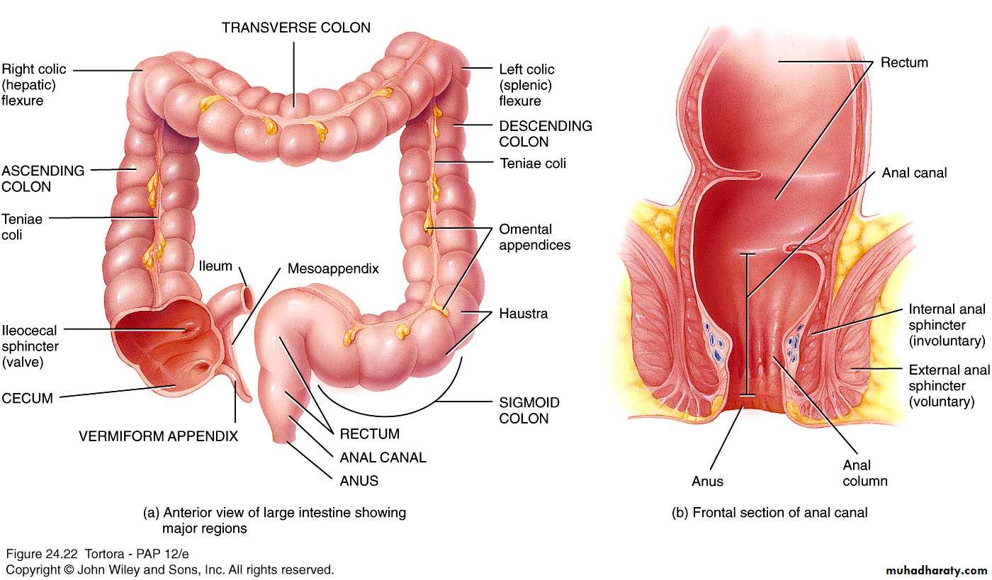 Digestive sys theory
