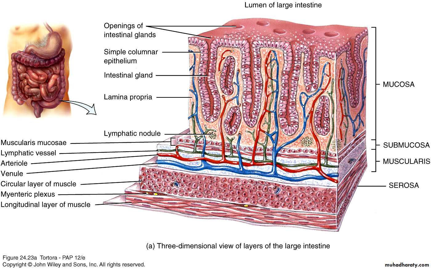 Digestive sys theory