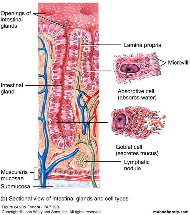 Digestive sys theory