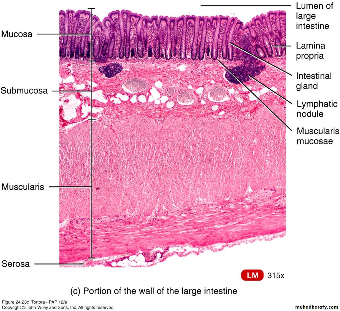 Digestive sys theory