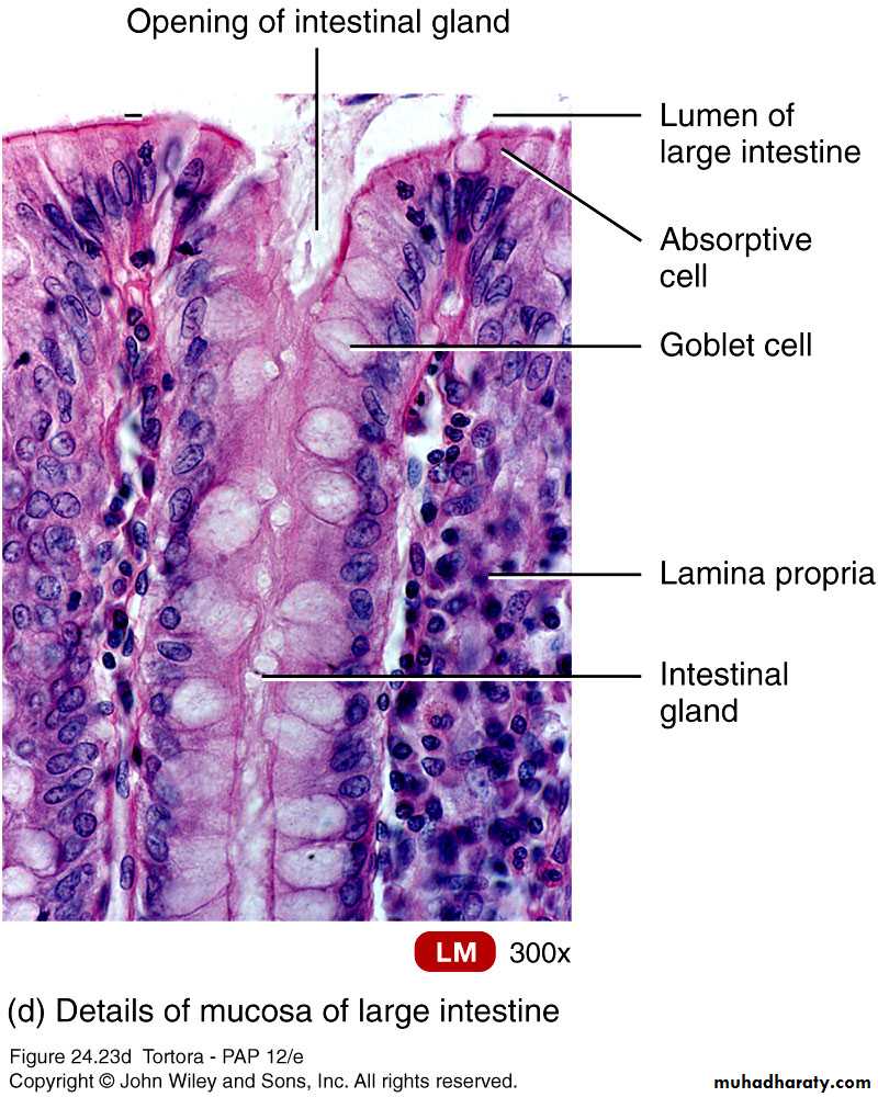 Digestive sys theory