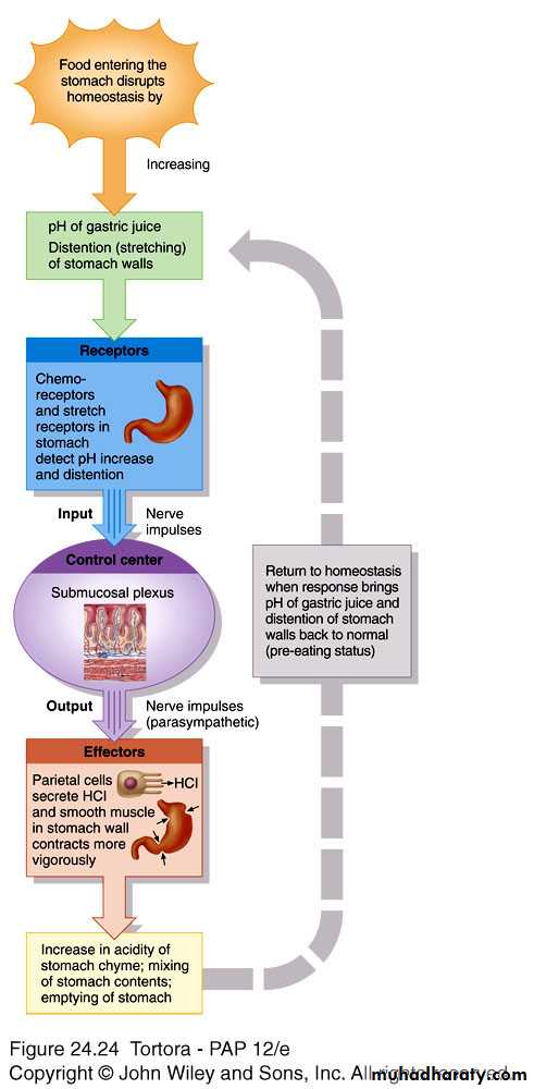 Digestive sys theory