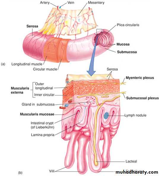 Digestive sys theory