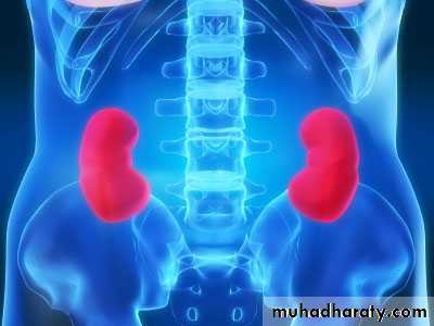 Renal