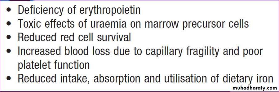 Renal