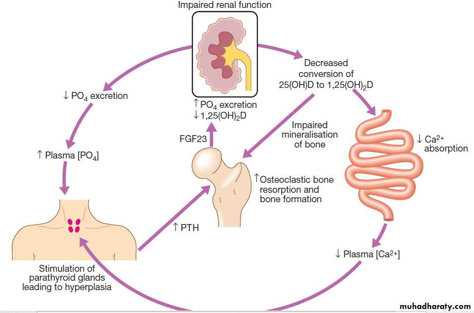 Renal