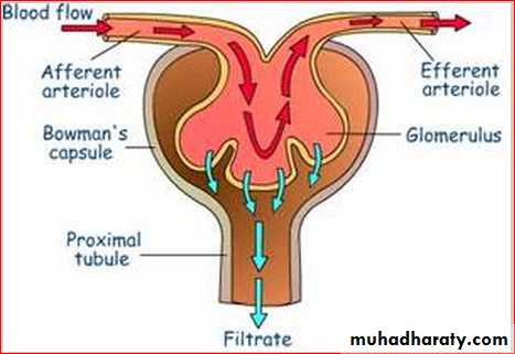 Renal