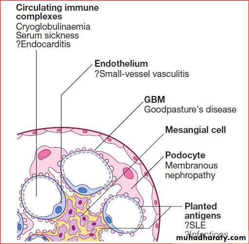 Renal
