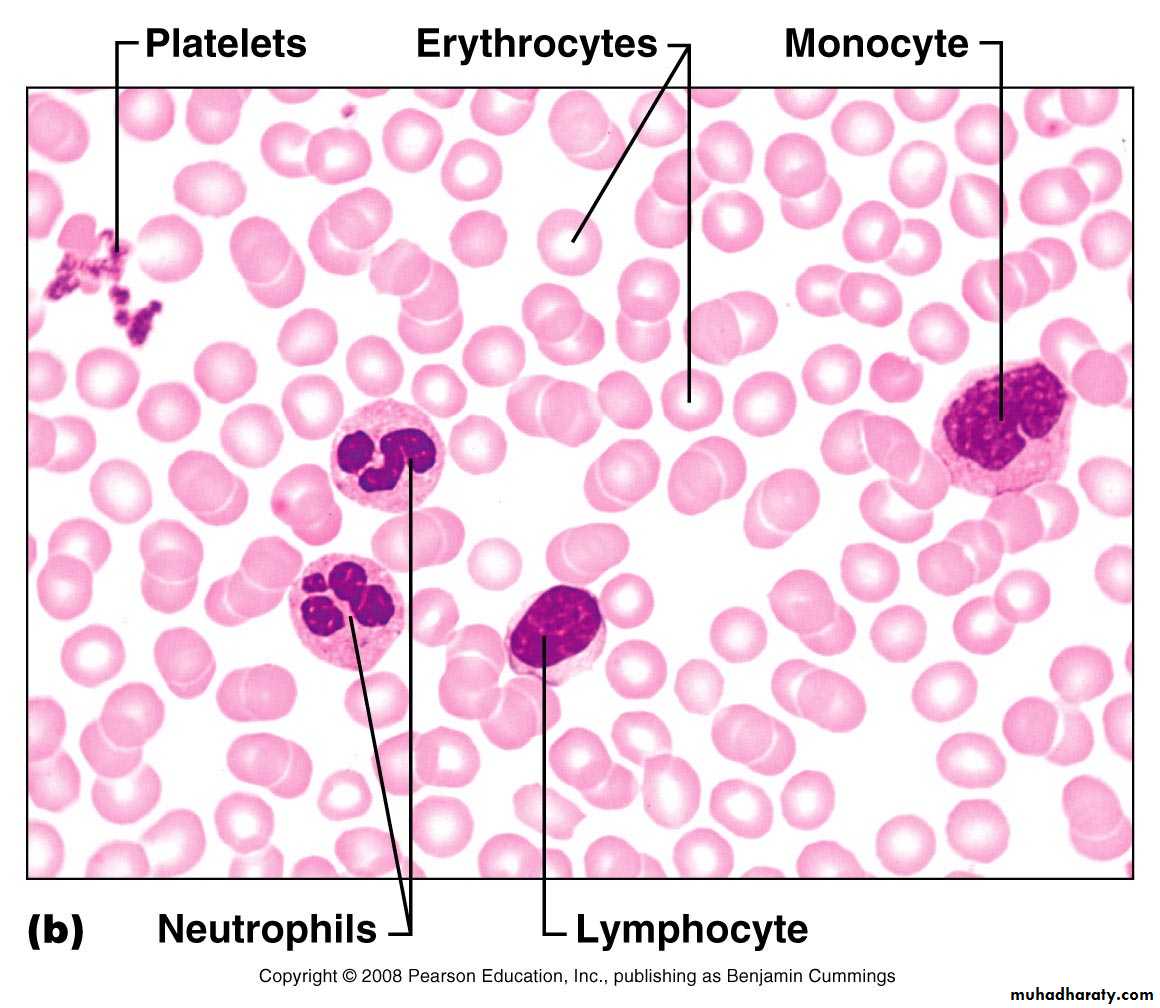 Blood and Hematopoietic Tissue