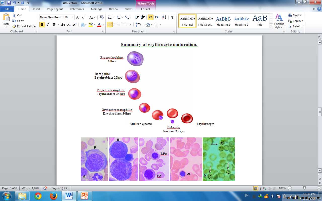 Blood and Hematopoietic Tissue