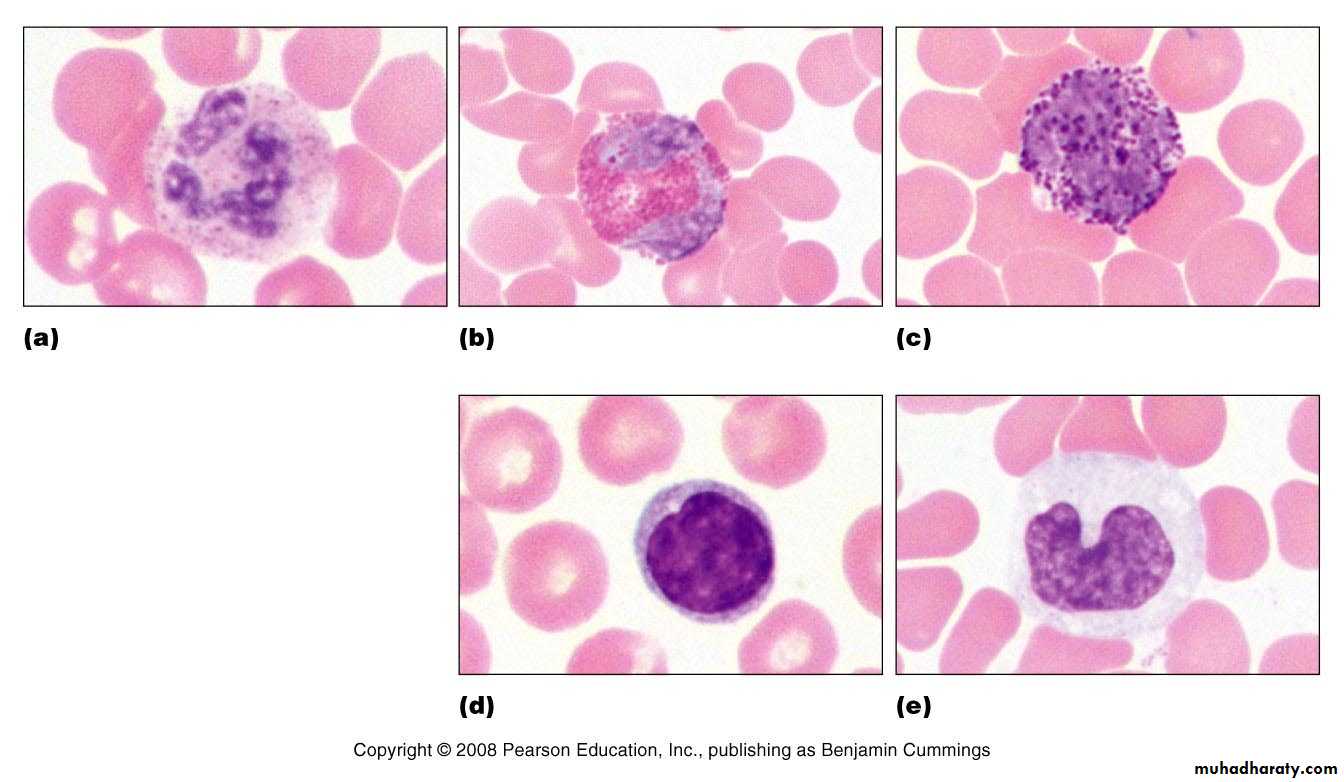 Blood and Hematopoietic Tissue
