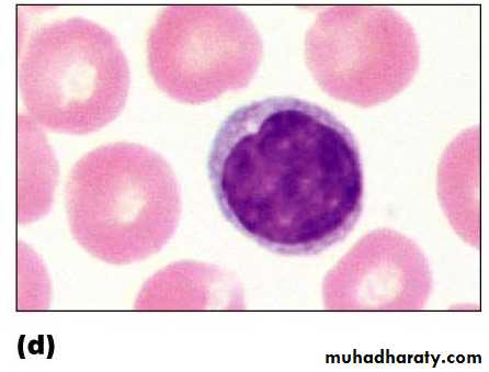 Blood and Hematopoietic Tissue
