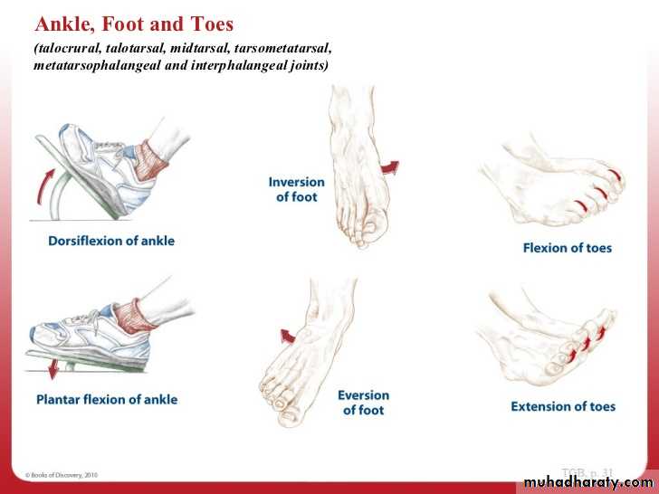 Front of the leg and dorsum of the foot