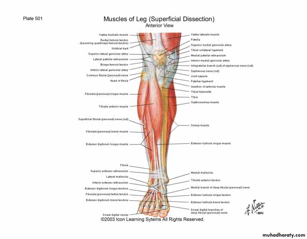 Front of the leg and dorsum of the foot