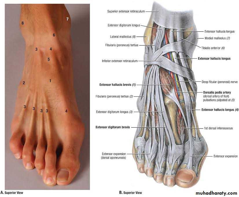 Front of the leg and dorsum of the foot