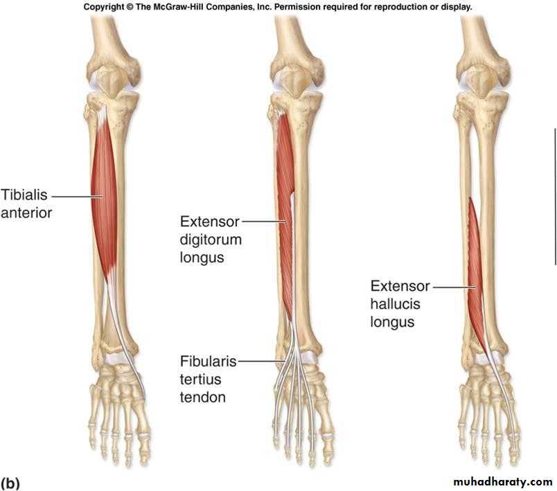 Front of the leg and dorsum of the foot